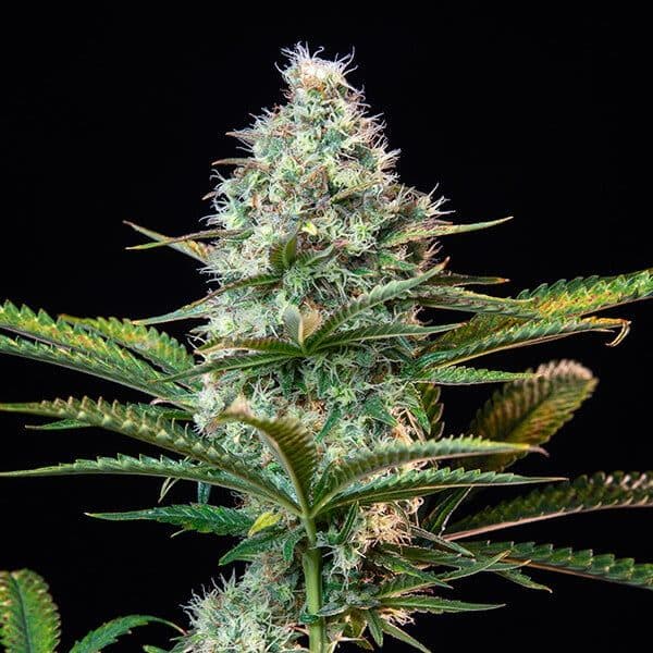 Royal Runtz cannabis delivery in Orange County, NY